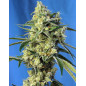 Sweet Amnesia Haze Sweet Amnesia Haze