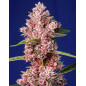 Tropicanna Poison F1 Fast Version