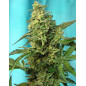 Green Poison F1 Fast Version