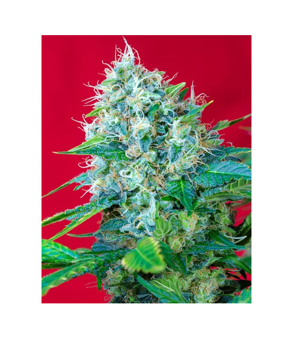 Green Poison