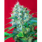 Green Poison